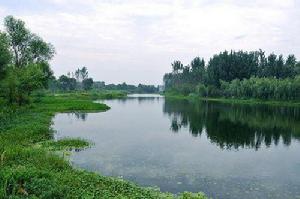 濟西黃河濕地