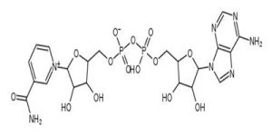 煙醯胺腺嘌呤二核苷酸