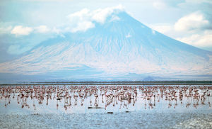 坦尚尼亞倫蓋伊火山腳下的內川湖邊，一群火烈鳥正在覓食。