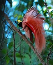 天堂鳥 巴布亞紐幾內亞的國鳥