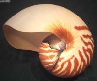 鸚鵡螺外殼