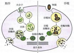 吞噬細胞