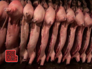 加工廠含有瘦肉精的豬肉