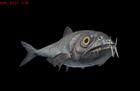 矛齒魚