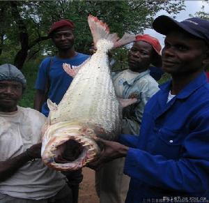 （圖）在塞內加爾河內發現的“食人魚”