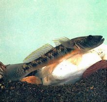 廬山石魚