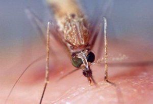 轉基因蚊子
