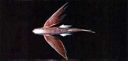 紫斑鰭飛魚