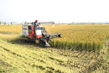 水稻收穫