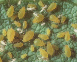 石榴蚜蟲