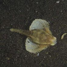 海蛾魚自然形態