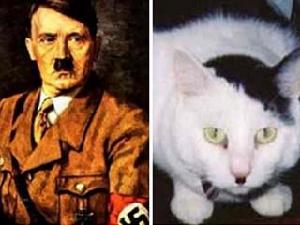 這隻貓咪的樣子簡直和希特勒如出一轍