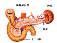 胰腺解剖圖