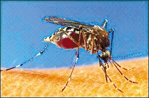 （圖）轉基因蚊子