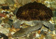 巨蛇頸龜