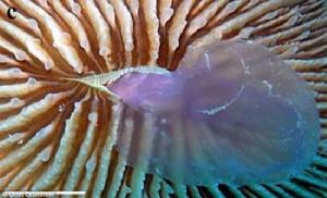 蘑菇珊瑚正在吞食一隻月亮水母
