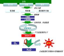 輔酶Q10提供能量作用結構圖