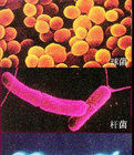 細菌門