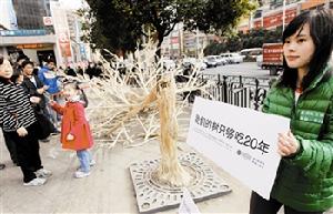 筷子樹
