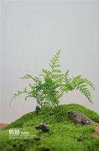 苔蘚微景觀常用植物和配件