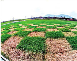 福建省福州南郊轉基因水稻試驗田內，普通水稻遭蟲害嚴重，已是枯黃一片，但緊挨著的轉基因水稻則生長良好。