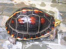 夾蛇龜