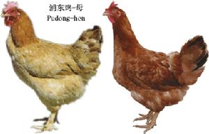 上海浦東雞