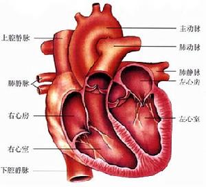 心臟病學