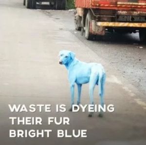藍狗