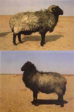 中國卡拉庫爾羊
