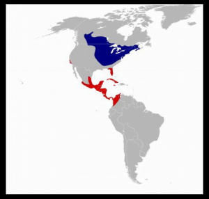 擬黃鸝的分布圖（紅色為棲息、繁衍地帶，藍色為非棲息、繁衍地帶）