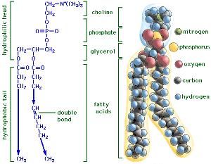 磷脂結構圖