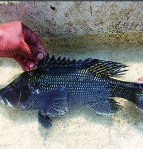 中美洲石斑魚