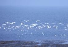 鄱陽湖鳥類