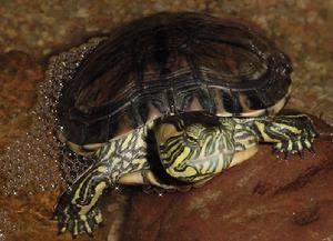 斑彩龜