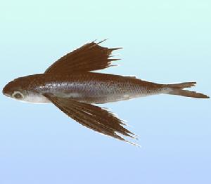 真燕鰩魚
