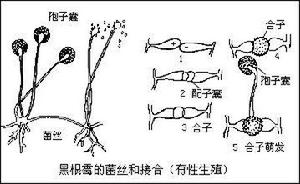 黒根霉的菌絲和結合圖