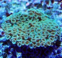大園盤珊瑚
