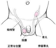 睪丸系膜