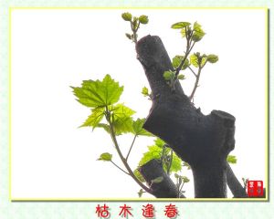 枯木逢春[漢語成語]