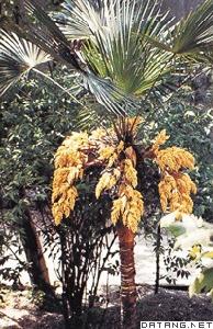 棕櫚科
