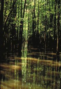 森林沼澤化常在寒溫帶和溫帶