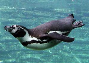 企鵝科：洪氏環企鵝（秘魯企鵝）