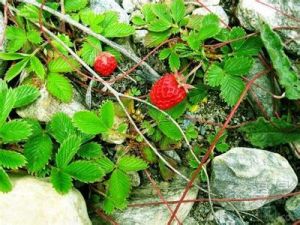 西藏草莓
