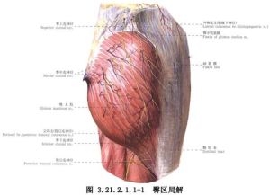 臀部解剖圖
