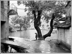 （圖）香樟樹下的村口池塘