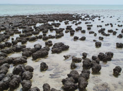鯊魚灣的現代疊層岩