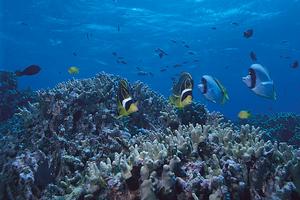 沖繩的海洋里生長著200 多種造礁珊瑚