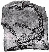 蛇頸龍化石
