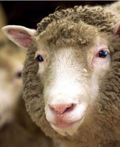 綿羊[綿羊：飼養動物]